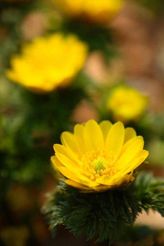 无人,竖图,俯视,室外,特写,白天,幸福,美景,阴影,朦胧,模糊,盛开,景观,花蕾,花,花瓣,花朵,鲜花,两朵,黄色,自然,花苞,花蕊,景色,吉祥,自然风光,如意,福寿草,冰里花,冰凉花,冰了花,冰凌花,冰溜花,侧金盏花,金盅花,彩图,高角度拍摄