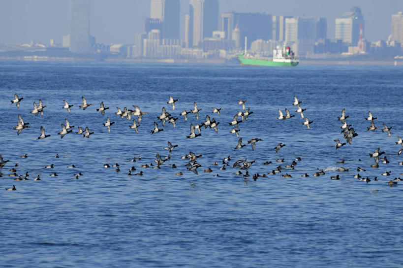 游泳,无人,高楼大厦,横图,室外,白天,正面,度假,海浪,海洋,美景,城市风光,城市,大厦,建筑,摩天大楼,鸟,日本,亚洲,许多,飞翔,伸展,张开,展翅,阴影,波纹,朦胧,模糊,飞行,光线,翅膀,鸟类,影子,景观,浪花,东京湾,很多,翱翔,娱乐,飞,水纹,阳光,海水,波浪,享受,休闲,景色,放松,海景,东亚,张开翅膀,本州,关东地方,本州岛,日本国,泅水,凤头潜鸭,凤头鸭,凤头鸭子,黑头四鸭,潜鸭,展开翅膀,拍浮,大海,风浪,海,海水的波动,近岸浪,涌浪,半身,彩图,大楼,高层建筑,高楼,摩天楼,江户湾