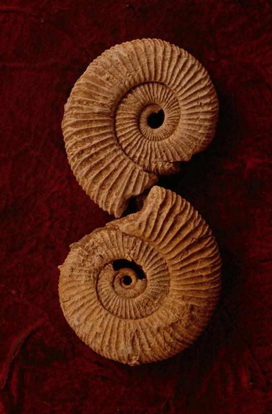 无人,竖图,俯视,室内,特写,白天,石头,静物,阴影,红色背景,遗迹,反射,纹路,化石,石子,纹理,影子,褐色,两个,摄影,影棚,贵重,珍贵,肌理,名贵,遗体,菊石,宝贵,古生物,石块,岩石,彩图,高角度拍摄,影棚拍摄,拍摄
