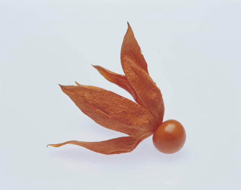 无人,横图,俯视,室内,特写,白天,浆果,水果,阴影,灰色背景,新鲜,反射,影子,灯笼果,生食,食品,褐色,果实,食物,一个,摄影,有机食品,绿色食品,影棚,单个,冬樱花,秘鲁苦蘵,小果酸浆,悸动,冬海棠,高盆樱,醋栗,彩图,高角度拍摄,影棚拍摄,拍摄