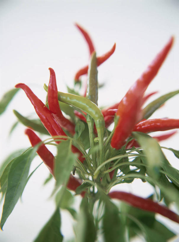 无人,竖图,俯视,室内,特写,白天,辣椒,叶子,一堆,许多,阴影,堆叠,堆积,灰色背景,朦胧,模糊,反射,影子,绿叶,很多,绿色,嫩叶,摄影,影棚,堆,止咳,辣角,红海椒,大椒,辣虎,广椒,消肿,绰菜,瞑菜,睡菜,叶,叶片,辣子,红辣椒,海椒,番椒,彩图,高角度拍摄,影棚拍摄,拍摄,润肺