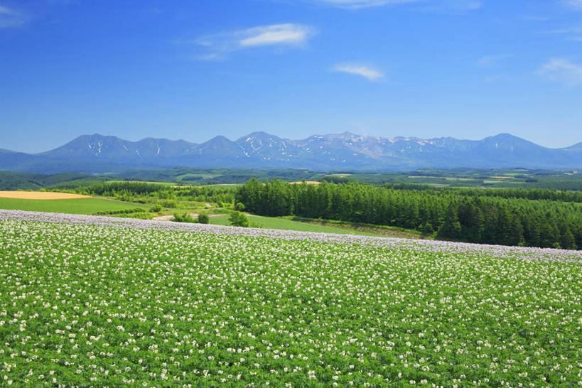无人,农田,横图,室外,白天,正面,旅游,度假,庄稼,农作物,草地,草坪,花海,花圃,美景,山,山脉,植物,蔬菜,土豆,叶子,北海道,日本,亚洲,阴影,新鲜,盛开,光线,影子,景观,山峰,云,云朵,食品,山峦,花蕾,云彩,娱乐,草,花,花瓣,花朵,花卉,鲜花,树,树木,食物,蓝色,绿色,白云,蓝天,天空,阳光,自然,花丛,花束,花田,群山,天,花苞,花蕊,享受,休闲,景色,放松,有机食品,绿色食品,生长,晴朗,成长,自然风光,东亚,日本国,北海道地方,北海道岛,晴空,芋艿,洋芋,山药蛋,马铃薯,彩图,耕地,庄稼田,十胜综合振兴局,振兴局,道东