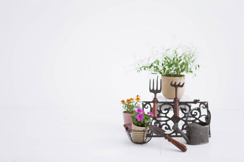 无人,横图,室内,白天,正面,植物,阴影,灰色背景,反射,叉子,壶,盆栽,影子,盆景,洒水壶,架子,水壶,三个,一个,绿色,自然,摄影,影棚,生长,单个,成长,支撑,固定,农具,浇水壶,耕具,彩图,影棚拍摄,拍摄,干草叉