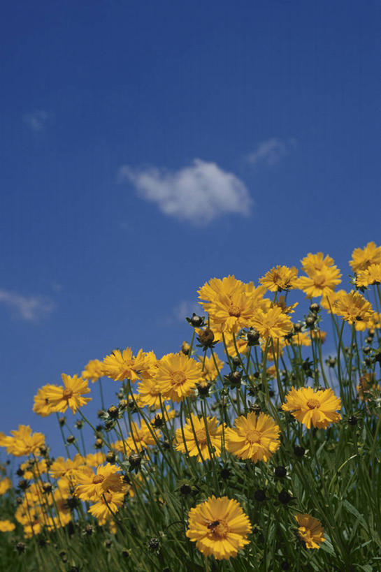 无人,公园,竖图,室外,白天,仰视,花海,花圃,美景,植物,叶子,长野县,日本,亚洲,许多,阴影,盛开,光线,影子,景观,云,云朵,很多,花蕾,云彩,花,花瓣,花朵,花卉,鲜花,黄色,蓝色,绿色,白云,蓝天,天空,阳光,自然,花丛,花束,花田,天,花苞,花蕊,菊花,景色,晴朗,自然风光,东亚,本州,本州岛,日本国,中部地方,山梨,山梨县,长野,金鸡菊,小波斯菊,金钱菊,孔雀菊,晴空,彩图,低角度拍摄,国定公园,八岳中信高原国定公园