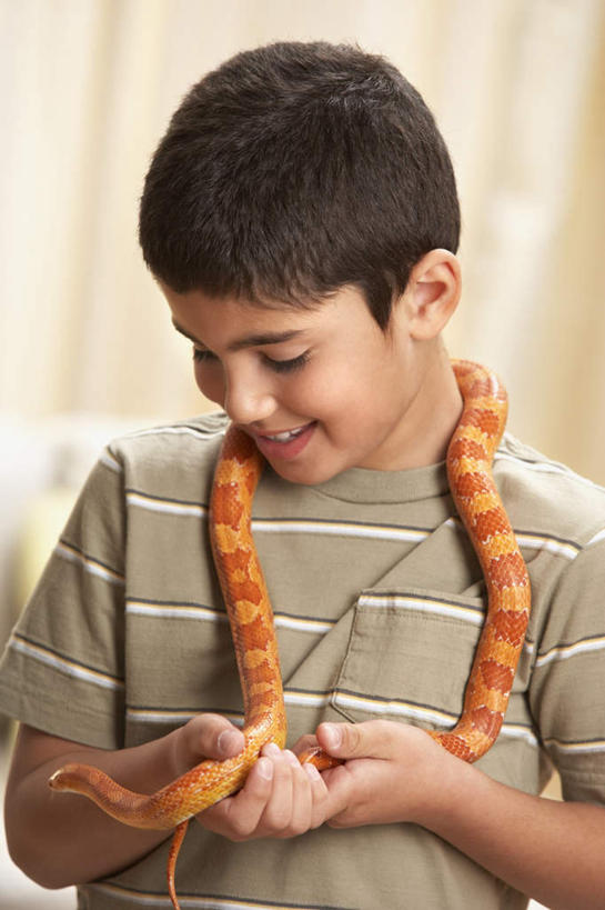 西方人,儿童,一个人,站,笑,微笑,露齿笑,竖图,室内,白天,正面,纯洁,野生动物,欧洲,欧洲人,仅一个男性,仅一个人,一条,服装,爬行动物,蛇,注视,休闲装,小孩,衣服,动物,低头,观察,看,站着,仅一个小孩,休闲,休闲服,可爱,童年,童趣,服饰,观看,察看,关注,冷血动物,凶猛,脊椎动物,长虫,童真,烂漫,无邪,垂头,洪都拉斯奶蛇,奶蛇,牛奶蛇,赛诺隆乳蛇,残暴,天真,凶残,男孩,男人,男性,白种人,孩子,站立,半身,彩图,男生,冷血