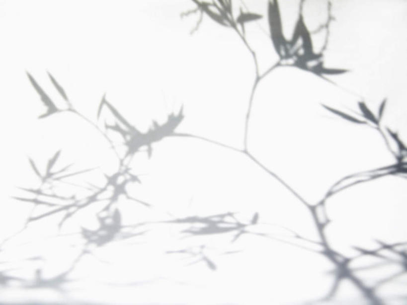 无人,果园,横图,黑白,室外,特写,白天,正面,美景,田园,植物,叶子,景观,果树,绿叶,枝条,树,树木,树枝,绿色,自然,嫩叶,景色,生长,成长,自然风光,田庄,橄榄树,齐墩果,油橄榄,虬枝,枝杈,园子,叶,叶片