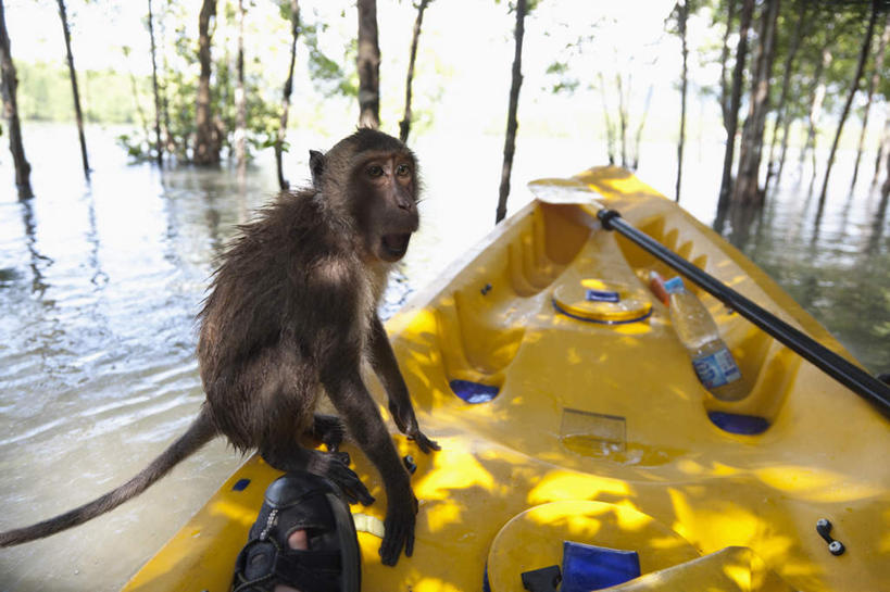 冲浪,皮划艇,无人,坐,室外,白天,侧面,旅游,度假,河流,美景,树林,水,植物,船,哺乳动物,猴,野生动物,猴子,泰国,亚洲,阴影,光线,影子,河水,景观,水流,注视,娱乐,树,树木,一只,绿色,阳光,自然,动物,交通工具,观察,看,享受,休闲,景色,放松,可爱,东南亚,活泼,生长,成长,观看,察看,关注,自然风光,载具,泰王国,甲米,甲米府,坐着,彩图,全身