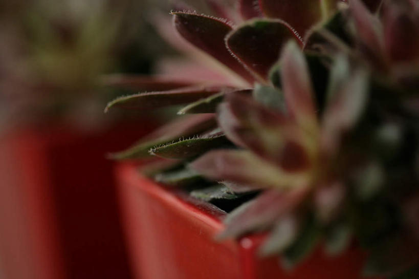 无人,横图,室内,特写,白天,正面,爱情,植物,花盆,朦胧,模糊,盛开,盆栽,宝石花,盆景,花蕾,花,花瓣,花朵,鲜花,两个,红色,绿色,自然,花苞,花蕊,生长,成长,石莲花,勤劳,彩图