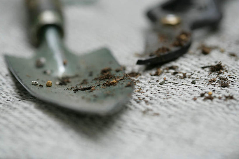 无人,横图,俯视,室外,特写,白天,静物,金属制品,修剪,阴影,朦胧,模糊,反射,金属,铲子,工具,剪刀,影子,园艺工具,园艺,裁剪,挖掘,剪子,剪裁,切割,农具,篱笆剪,整篱剪,开掘,发掘,开垦,彩图,高角度拍摄