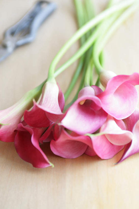 无人,竖图,俯视,室内,特写,白天,百合花,一把,修剪,朦胧,模糊,盛开,工具,剪刀,园艺工具,园艺,花蕾,花,花瓣,花朵,鲜花,粉色,花苞,花蕊,裁剪,剪子,剪裁,切割,强瞿,篱笆剪,整篱剪,百合蒜,倒仙,番韭,山丹,彩图,高角度拍摄