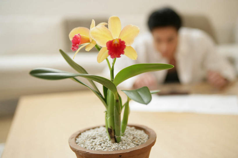 东方人,一个人,工程师,建筑工人,建筑师,客厅,坐,横图,室内,白天,正面,植物,靠垫,沙发,桌子,水仙花,杯子,亚洲,仅一个男性,仅一个人,连接,握,组合,服装,朦胧,模糊,弯曲,盛开,木制,工具,盆栽,钳子,图纸,陶瓷,墙,靠枕,盆景,设计图,陶瓷制品,拿,花蕾,茶几,拿着,注视,休闲装,黄种人,加工,墙壁,墙面,花,花瓣,花朵,鲜花,仅一个年轻男性,衣服,黄色,红色,绿色,自然,马克杯,模型,木制品,水杯,垫子,枕头,花苞,花蕊,观察,看,休闲,休闲服,握着,服饰,生长,成长,观看,老虎钳,链接,固定,五金,察看,起居室,紧固,关注,拼接,剪断,拼凑,工程图,草图,蓝图,布艺沙发,扭转,金盏银台,玉玲珑,女史花,雅蒜,天蒜,拼合,凑集,聚合,撮合,链结,牢固,夹持,客堂,黄水仙,凌波仙子,水仙,天葱,洋水仙,男人,男性,年轻男性,亚洲人,设计,技师,建筑工,建筑设计师,坐着,半身,彩图