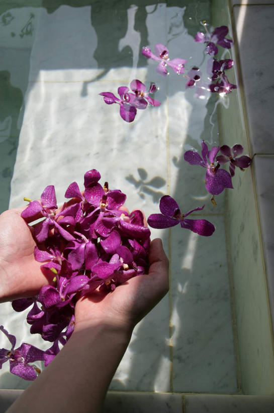 东方人,手,一个人,捧,竖图,俯视,室内,特写,白天,幸福,纯洁,水,卫生间,浴室,蝴蝶兰,亚洲,双手,仅一个年轻女性,仅一个女性,仅一个人,一堆,阴影,堆叠,堆积,盛开,反射,液体,影子,水滴,美丽,花蕾,黄种人,花,花瓣,花朵,鲜花,紫色,浴缸,花苞,花蕊,手部,堆,卫浴设备,初恋,蝶兰,兰中皇后,水管装置,年轻女性,女人,女性,亚洲人,淋浴房,端,端着,捧着,手捧,半身,彩图,高角度拍摄,冲凉房,沐浴间,沐浴室