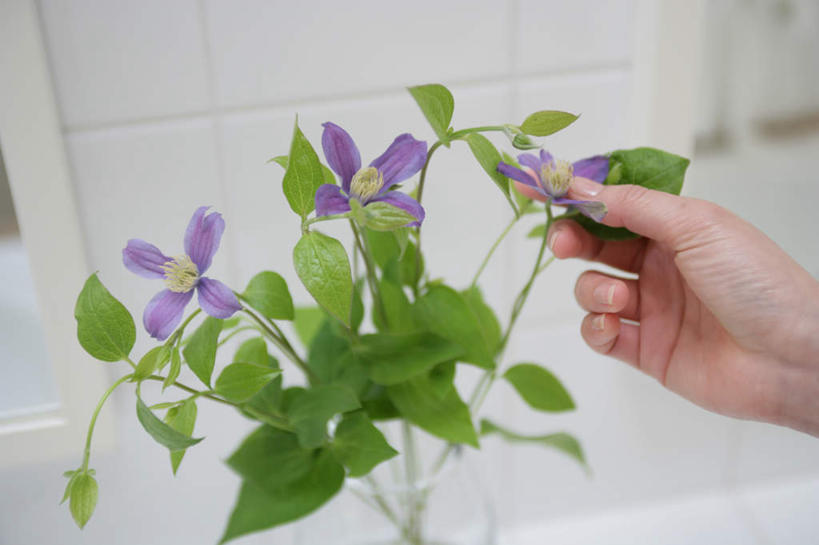 东方人,手,一个人,横图,室内,特写,白天,正面,植物,卫生间,浴室,叶子,亚洲,仅一个年轻女性,仅一个女性,仅一个人,握,朦胧,模糊,盛开,铁线莲,绿叶,拿,花蕾,拿着,黄种人,花,花瓣,花朵,鲜花,绿色,紫色,自然,花苞,花蕊,手部,嫩叶,握着,生长,成长,单手,番莲,威灵仙,山木通,年轻女性,女人,女性,亚洲人,淋浴房,叶,叶片,半身,彩图,冲凉房,沐浴间,沐浴室