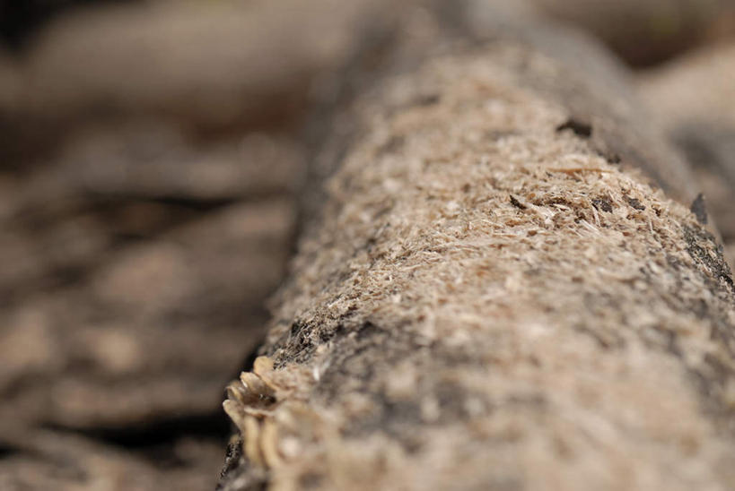 无人,横图,室内,特写,白天,正面,静物,阴影,朦胧,模糊,反射,影子,树桩,树,树干,木桩,彩图