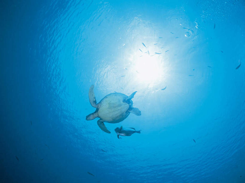 游泳,无人,横图,室外,白天,仰视,海浪,海洋,美景,太阳,龟,阴影,梦幻,透明,发光,光束,光线,影子,景观,浪花,光亮,海洋生物,蓝色,阳光,自然,海水,两只,健康,景色,石龟,绿海龟,未来,发亮,自然风光,水生动物,坚定,水生物,海景,海底动物,憧憬,绿蠵龟,长寿,理智,沉静,泅水,冷色,高深,冷淡,拍浮,大海,风浪,海,海水的波动,近岸浪,涌浪,海龟,彩图,低角度拍摄,全身