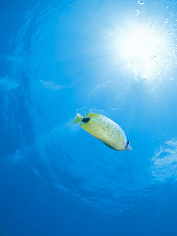 游泳,无人,竖图,室外,白天,仰视,海浪,海洋,美景,太阳,热带鱼,一条,阴影,梦幻,透明,发光,光束,光线,鱼,影子,景观,浪花,光亮,鱼类,海洋生物,黄色,蓝色,阳光,自然,海水,景色,未来,发亮,自然风光,水生动物,水生物,蝴蝶鱼,海景,海底动物,憧憬,理智,沉静,泅水,冷色,高深,冷淡,拍浮,大海,风浪,海,海水的波动,近岸浪,涌浪,彩图,低角度拍摄,全身