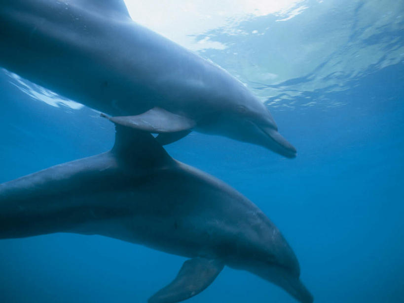 游泳,无人,横图,室外,白天,仰视,海底,水下,海浪,海洋,美景,哺乳动物,鲸鱼,两头,透明,景观,浪花,水底,海洋生物,蓝色,自然,海水,动物,景色,可爱,海底世界,活泼,鲸,自然风光,水生动物,水生物,海景,海底动物,理智,沉静,泅水,鲸类,冷色,高深,冷淡,白暨豚,白鳍,白鳍豚,拍浮,大海,风浪,海,海床,海水的波动,近岸浪,涌浪,半身,彩图,低角度拍摄