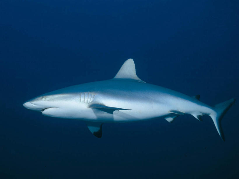 游泳,无人,横图,室外,白天,侧面,海底,水下,海浪,海洋,美景,鲨鱼,野生动物,一头,透明,景观,浪花,水底,蓝色,自然,海水,动物,景色,海底世界,自然风光,凶猛,海景,理智,沉静,泅水,冷色,高深,冷淡,拍浮,真鲨,白眼鲛,加勒比真鲨,残暴,凶残,大海,风浪,海,海床,海水的波动,近岸浪,涌浪,沙鱼,彩图,全身