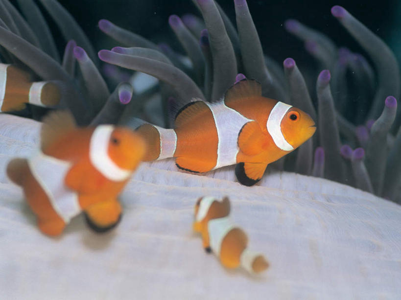 游泳,无人,横图,室外,白天,正面,海底,水下,海浪,海洋,美景,海葵,鱼,景观,浪花,水底,注视,小丑鱼,鱼类,海洋生物,无脊椎动物,自然,海水,观察,看,四条,橙色,景色,海底世界,观看,腔肠动物,察看,关注,自然风光,海葵鱼,海景,泅水,三带双锯鱼,双锯鱼,拍浮,大海,风浪,海,海床,海水的波动,近岸浪,涌浪,彩图,全身