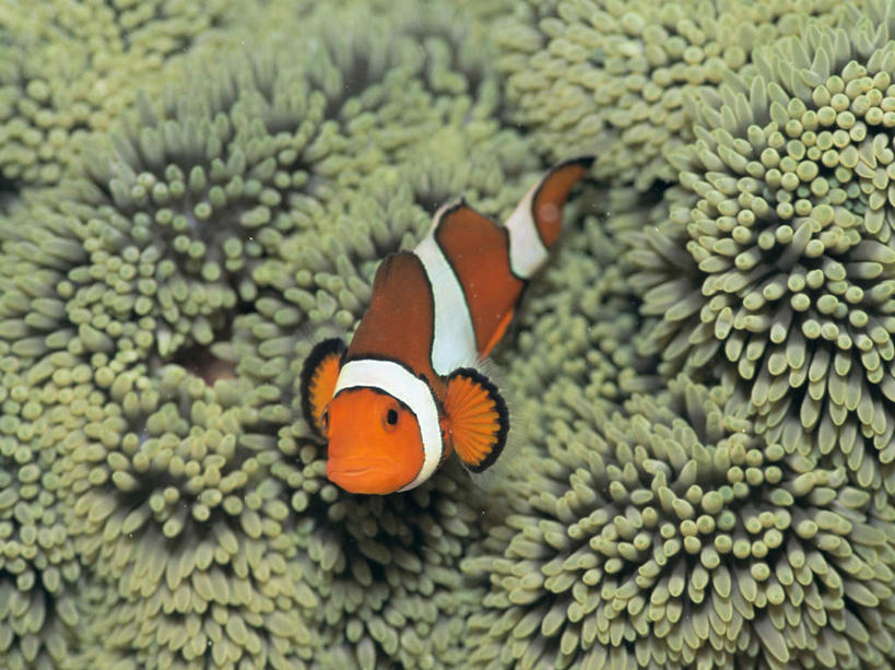 游泳,无人,横图,俯视,室外,白天,海底,水下,海浪,海洋,美景,海葵,一条,鱼,景观,浪花,水底,注视,小丑鱼,鱼类,海洋生物,无脊椎动物,自然,海水,观察,看,橙色,景色,海底世界,观看,腔肠动物,察看,关注,自然风光,海葵鱼,海景,泅水,三带双锯鱼,双锯鱼,拍浮,大海,风浪,海,海床,海水的波动,近岸浪,涌浪,彩图,高角度拍摄,全身