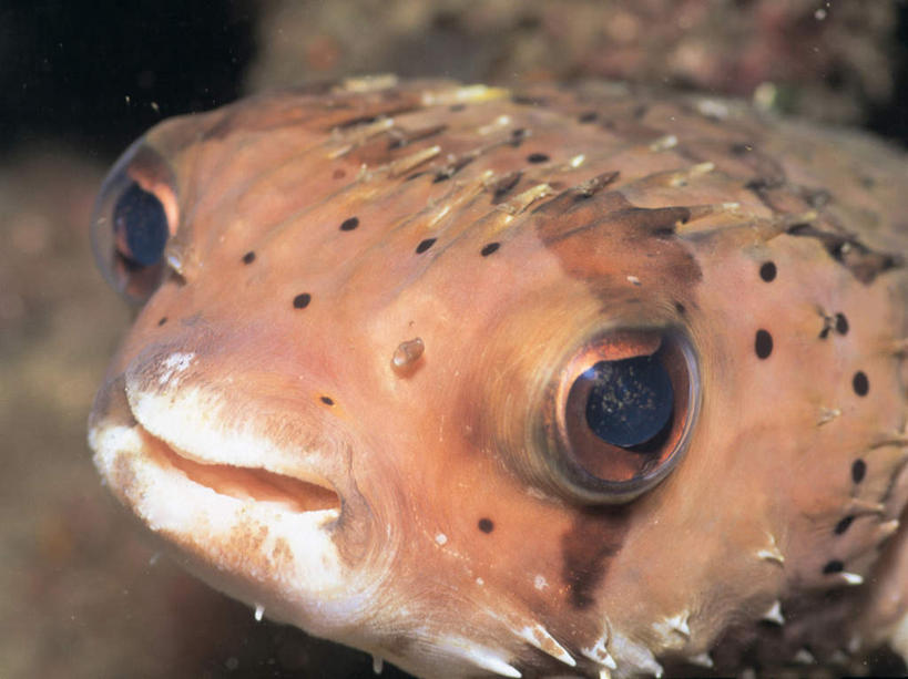 游泳,头,无人,横图,室外,特写,白天,侧面,海底,水下,海浪,海洋,美景,一条,朦胧,模糊,鱼,景观,浪花,水底,注视,鱼类,自然,海水,观察,看,景色,海底世界,观看,察看,关注,自然风光,海景,泅水,刺乖,刺黾,刺鲀,密斑刺魨,拍浮,头部,大海,风浪,海,海床,海水的波动,近岸浪,涌浪,半身,彩图,六斑二齿鲀,气瓜仔