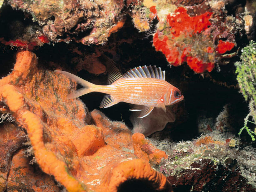 游泳,无人,横图,室外,白天,侧面,海底,水下,海浪,海洋,美景,一条,鱼,珊瑚,景观,浪花,水底,注视,珊瑚礁,鱼类,海洋生物,自然,海水,观察,看,景色,海底世界,观看,察看,关注,自然风光,水生动物,水生物,海景,海底动物,海底礁,观赏鱼,泅水,拍浮,金鳞鱼,大海,风浪,海,海床,海水的波动,礁,近岸浪,岩石,涌浪,彩图,全身