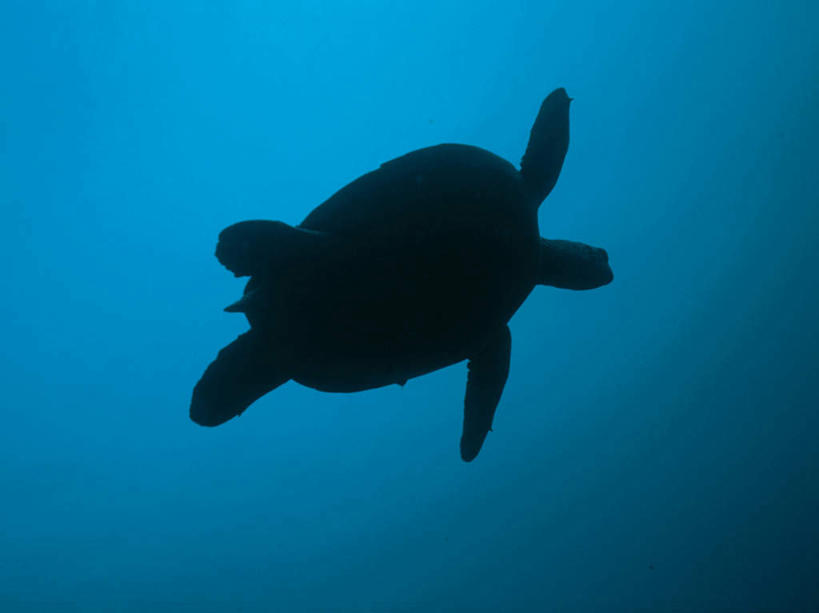 游泳,无人,横图,室外,白天,仰视,海底,水下,海浪,海洋,美景,龟,一头,透明,景观,浪花,水底,背光,海洋生物,蓝色,自然,海水,健康,景色,海底世界,石龟,绿海龟,自然风光,水生动物,坚定,水生物,逆光,海景,海底动物,绿蠵龟,长寿,理智,沉静,泅水,冷色,高深,冷淡,拍浮,大海,风浪,海,海床,海水的波动,近岸浪,涌浪,海龟,彩图,低角度拍摄,全身