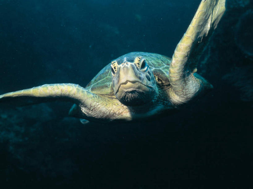 游泳,无人,横图,室外,白天,正面,海底,水下,海浪,海洋,美景,龟,一头,景观,浪花,水底,注视,海洋生物,自然,海水,观察,看,健康,景色,海底世界,观看,石龟,绿海龟,察看,关注,自然风光,水生动物,坚定,水生物,海景,海底动物,绿蠵龟,长寿,泅水,拍浮,大海,风浪,海,海床,海水的波动,近岸浪,涌浪,海龟,半身,彩图