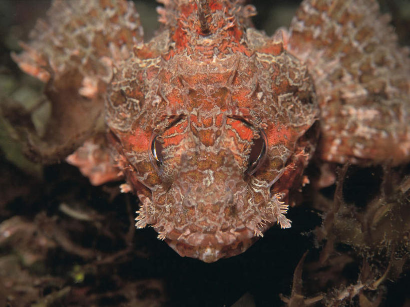 头,无人,横图,室外,特写,白天,正面,海底,水下,海浪,海洋,美景,一条,景观,浪花,水底,注视,海洋生物,自然,海水,观察,看,景色,海底世界,观看,狮子鱼,察看,关注,自然风光,水生动物,水生物,海景,海底动物,蓑鲉,伤害,毒物,危险,头部,大海,风浪,海,海床,海水的波动,近岸浪,涌浪,半身,彩图