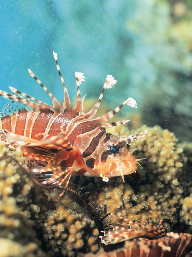 游泳,无人,竖图,室外,白天,正面,海底,水下,海浪,海洋,美景,一条,景观,浪花,水底,注视,海洋生物,自然,海水,观察,看,景色,海底世界,观看,狮子鱼,察看,关注,自然风光,水生动物,水生物,海景,海底动物,蓑鲉,泅水,伤害,拍浮,毒物,危险,大海,风浪,海,海床,海水的波动,近岸浪,涌浪,半身,彩图