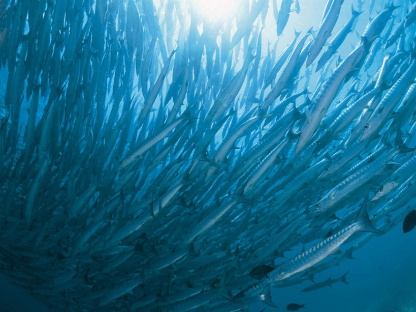 游泳,海鲜,无人,横图,室外,白天,仰视,海底,水下,海浪,海洋,美景,一群,许多,阴影,透明,光线,鱼,影子,景观,浪花,水底,很多,注视,水产,鱼类,海洋生物,蓝色,阳光,自然,海水,观察,看,景色,海底世界,观看,察看,关注,自然风光,水生动物,海产品,水生物,海景,海底动物,梭子鱼,理智,沉静,泅水,海狼鱼,金梭鱼,梭鱼,冷色,高深,冷淡,拍浮,大海,风浪,海,海床,海水的波动,近岸浪,涌浪,彩图,低角度拍摄,全身,布氏金梭鱼,倒牙魣