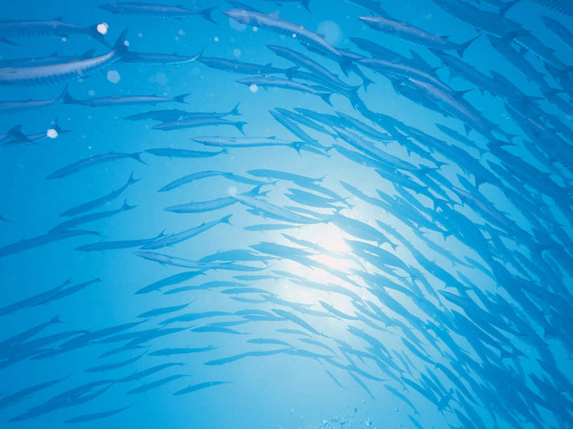 游泳,海鲜,无人,横图,室外,白天,仰视,海底,水下,海浪,海洋,美景,一群,许多,阴影,透明,光线,鱼,影子,景观,浪花,水底,很多,注视,水产,鱼类,海洋生物,蓝色,阳光,自然,海水,观察,看,景色,海底世界,观看,察看,关注,自然风光,水生动物,海产品,水生物,海景,海底动物,梭子鱼,理智,沉静,泅水,海狼鱼,金梭鱼,梭鱼,冷色,高深,冷淡,拍浮,大海,风浪,海,海床,海水的波动,近岸浪,涌浪,彩图,低角度拍摄,全身,布氏金梭鱼,倒牙魣