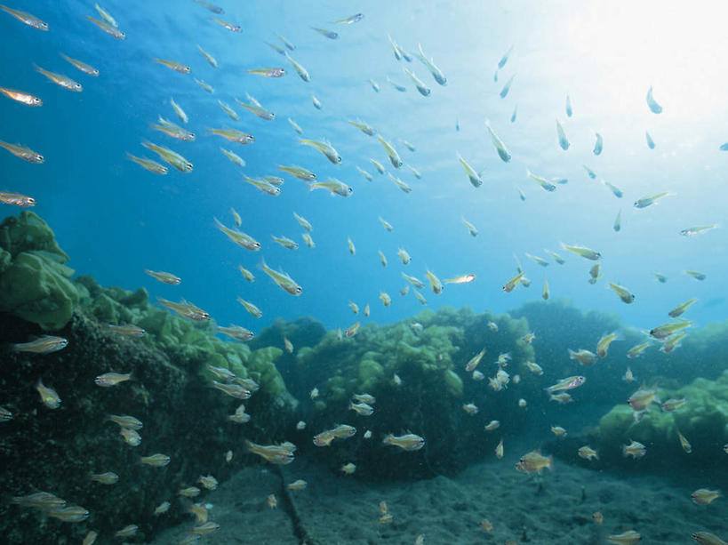 游泳,无人,横图,室外,白天,正面,海底,水下,海浪,海洋,美景,一群,许多,阴影,透明,光线,鱼,珊瑚,影子,景观,浪花,水底,很多,注视,珊瑚礁,鱼类,海洋生物,蓝色,阳光,自然,海水,观察,看,景色,海底世界,观看,察看,关注,自然风光,水生动物,水生物,海景,海底动物,海底礁,理智,沉静,泅水,冷色,高深,冷淡,拍浮,宝石斑鱼,宝石鲈,宝石鱼,大海,风浪,海,海床,海水的波动,礁,近岸浪,岩石,涌浪,彩图,全身