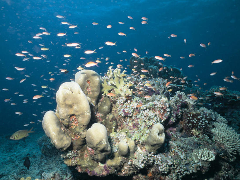 游泳,无人,横图,室外,白天,正面,海底,水下,海浪,海洋,美景,一群,许多,透明,鱼,珊瑚,景观,浪花,水底,很多,注视,珊瑚礁,鱼类,海洋生物,蓝色,自然,海水,观察,看,景色,海底世界,观看,察看,关注,自然风光,水生动物,水生物,海景,海底动物,海底礁,理智,沉静,泅水,冷色,高深,冷淡,拍浮,宝石斑鱼,宝石鲈,宝石鱼,大海,风浪,海,海床,海水的波动,礁,近岸浪,岩石,涌浪,彩图,全身