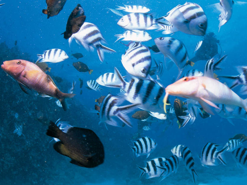 游泳,无人,横图,室外,白天,正面,海底,水下,海浪,海洋,美景,一群,许多,透明,鱼,景观,浪花,水底,很多,注视,鱼类,海洋生物,蓝色,自然,海水,观察,看,景色,海底世界,观看,察看,关注,自然风光,水生动物,水生物,海景,海底动物,理智,沉静,泅水,冷色,高深,冷淡,拍浮,长鳍关刀,蝶鱼,黑白关刀,黑白关刀鱼,马夫鱼,旗珊瑚鱼,头巾蝶鱼,大海,风浪,海,海床,海水的波动,近岸浪,涌浪,彩图,全身