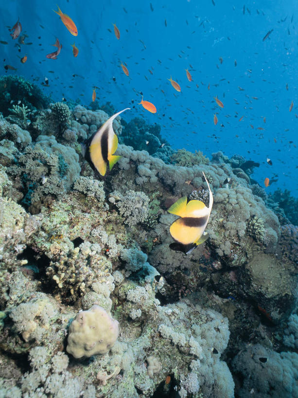 游泳,无人,竖图,室外,白天,正面,海底,水下,海浪,海洋,石头,美景,一群,许多,透明,鱼,珊瑚,石子,景观,浪花,水底,很多,注视,珊瑚礁,鱼类,海洋生物,蓝色,自然,海水,观察,看,景色,海底世界,观看,察看,关注,自然风光,水生动物,水生物,海景,海底动物,海底礁,理智,沉静,泅水,冷色,高深,冷淡,拍浮,长鳍关刀,蝶鱼,黑白关刀,黑白关刀鱼,马夫鱼,旗珊瑚鱼,头巾蝶鱼,大海,风浪,海,海床,海水的波动,礁,近岸浪,石块,岩石,涌浪,彩图,全身