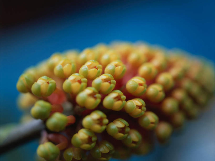 无人,横图,俯视,室内,特写,白天,微距,阴影,蓝色背景,朦胧,模糊,盛开,反射,影子,花蕾,花,花瓣,花朵,鲜花,花苞,花蕊,摄影,影棚,彩图,高角度拍摄,微距摄影,影棚拍摄,拍摄