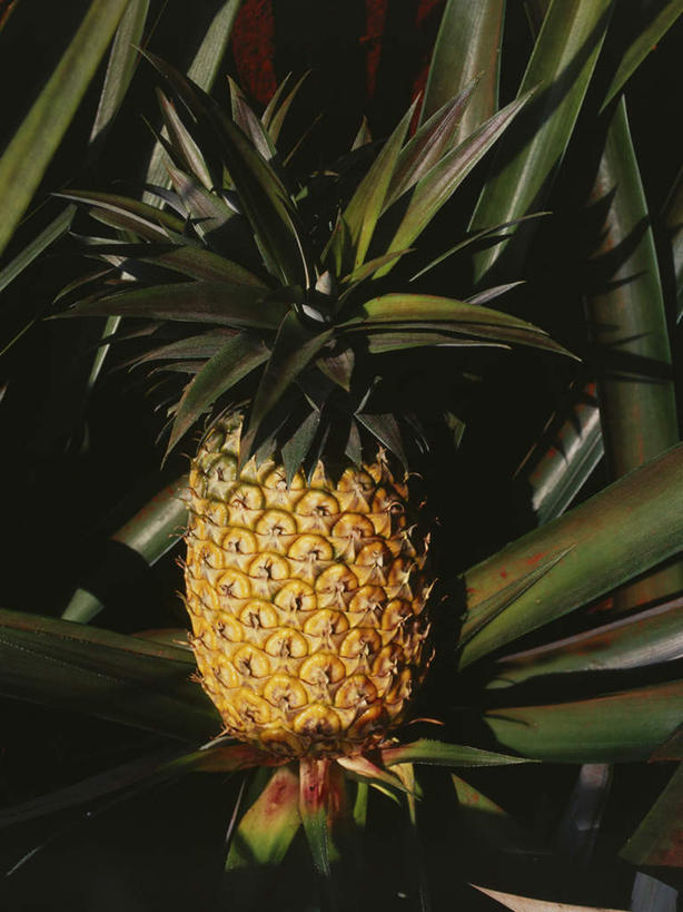 无人,竖图,室外,特写,白天,正面,岛屿,美景,菠萝,水果,叶子,夏威夷,美国,阴影,新鲜,光线,影子,景观,生食,食品,果实,绿叶,食物,一个,黄色,阳光,自然,嫩叶,景色,有机食品,绿色食品,单个,北美,北美洲,自然风光,美洲,夏威夷岛,夏威夷州,爱洛哈之州,北亚美利加洲,亚美利加洲,大岛,叶,叶片,列岛,群岛,诸岛,凤梨,彩图