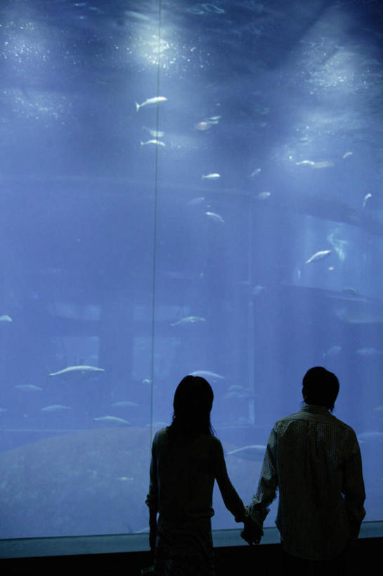 东方人,两个人,站,握手,竖图,室内,白天,正面,爱情,亚洲,许多,表演,鱼,背光,浪漫,黄种人,鱼类,海洋生物,水族馆,站着,温暖,温馨,展示,恩爱,海底世界,恋人,展览,游动,和睦,饲养,水生动物,水生物,逆光,海底动物,收集,极地海洋世界,男人,男性,年轻男性,年轻女性,女人,女性,亚洲人,情侣,搀手,拉手,手搀手,手拉手,手牵手,手握手,站立,半身,彩图,伴侣,融洽