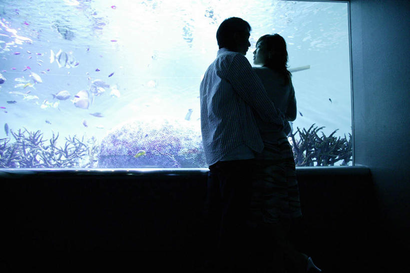 东方人,两个人,站,抱,横图,室内,白天,仰视,爱情,亚洲,许多,表演,鱼,背光,浪漫,黄种人,鱼类,海洋生物,水族馆,相视,站着,温暖,温馨,面对面,展示,恩爱,海底世界,恋人,抱着,展览,对视,游动,和睦,互视,搂着,饲养,水生动物,相对,水生物,逆光,海底动物,收集,相看,极地海洋世界,男人,男性,年轻男性,年轻女性,女人,女性,亚洲人,情侣,搂,站立,半身,彩图,低角度拍摄,伴侣,融洽