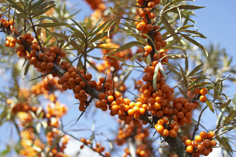无人,果园,横图,室外,特写,白天,仰视,田园,植物,水果,叶子,吊挂,悬挂,阴影,朦胧,模糊,新鲜,光线,影子,生食,食品,果实,果树,绿叶,枝条,挂,树,树木,树枝,食物,蓝色,绿色,蓝天,天空,阳光,自然,天,橙色,嫩叶,有机食品,绿色食品,生长,晴朗,成长,万里无云,田庄,黑刺,黄酸刺,酸刺,酸刺柳,醋柳,沙棘,虬枝,枝杈,园子,叶,叶片,晴空,晴空万里,彩图,低角度拍摄