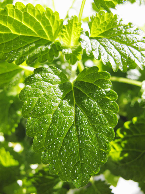 无人,竖图,俯视,室外,特写,白天,植物,叶子,阴影,光线,纹理,影子,绿叶,绿色,阳光,嫩叶,柠檬叶,肌理,叶,叶片,叶脉,彩图,高角度拍摄,黎檬,洋柠檬