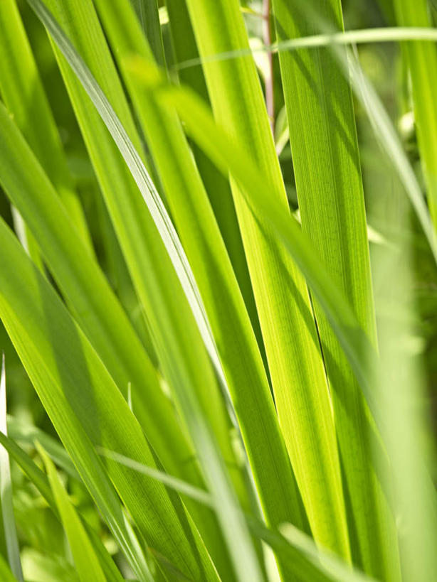 无人,竖图,俯视,室外,特写,白天,芦苇,叶子,阴影,朦胧,模糊,光线,影子,粽叶,绿叶,绿色,阳光,嫩叶,箬叶,芦苇叶,叶,叶片,彩图,高角度拍摄