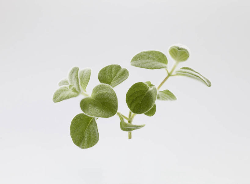 无人,横图,室内,特写,白天,白色背景,正面,叶子,阴影,反射,影子,调味,香料,佐料,绿叶,嫩叶,摄影,影棚,配料,墨角兰,作料,马郁兰草,叶,叶片,彩图,影棚拍摄,拍摄