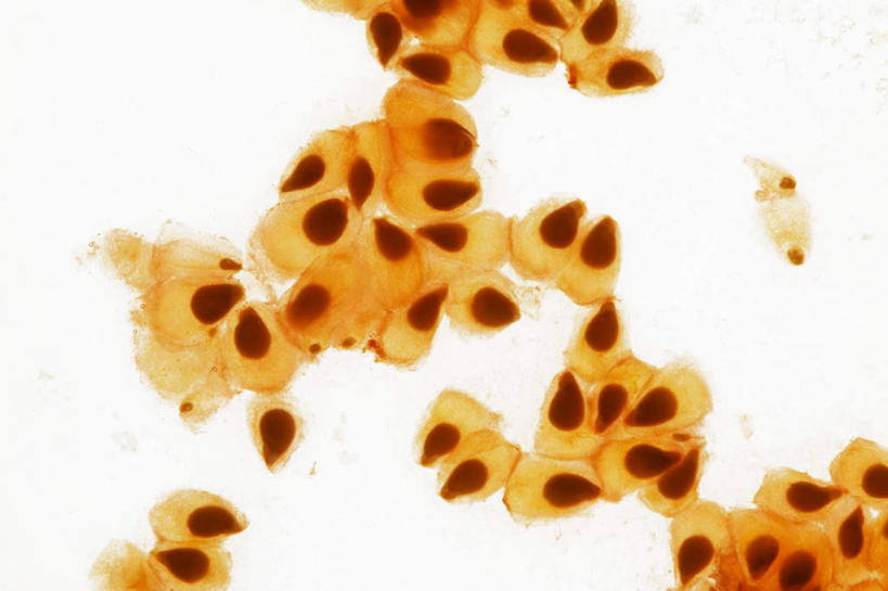 无人,横图,俯视,室内,特写,白天,白色背景,蔬菜,西红柿,许多,阴影,新鲜,反射,影子,食品,背光,食物,排列,果肉,摄影,有机食品,绿色食品,影棚,逆光,番茄籽,摆列,番茄,彩图,高角度拍摄,影棚拍摄,拍摄,布列,分列