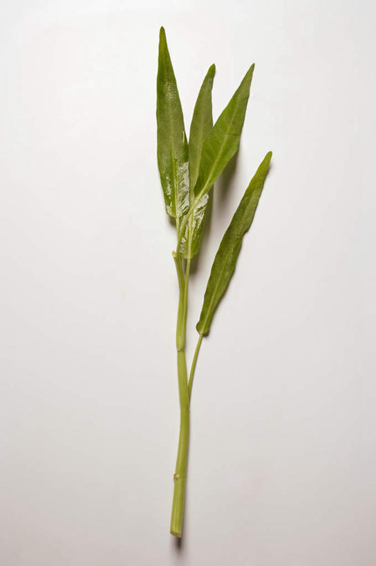 无人,竖图,俯视,室内,特写,白天,白色背景,餐桌,桌子,蔬菜,叶子,阴影,新鲜,反射,影子,食品,绿叶,食物,绿色,嫩叶,摄影,有机食品,绿色食品,影棚,餐台,空心菜,空筒菜,藤菜,藤藤菜,蓊菜,蕹菜,竹叶菜,叶,叶片,彩图,高角度拍摄,影棚拍摄,拍摄