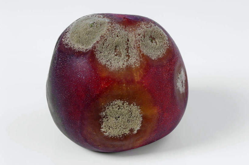 无人,横图,俯视,室内,特写,白天,白色背景,桌面,桌子,桃子,水果,阴影,新鲜,反射,木制,影子,生食,食品,果实,食物,一个,木制品,摄影,有机食品,绿色食品,影棚,单个,腐烂,肺果,腐败,腐臭,腐朽,彩图,高角度拍摄,影棚拍摄,拍摄