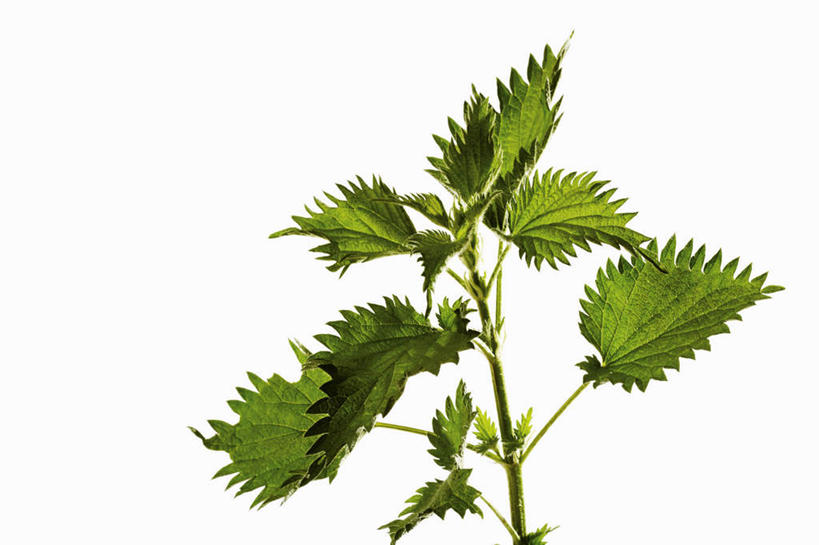 无人,横图,俯视,室内,特写,白天,白色背景,植物,桌面,桌子,叶子,阴影,反射,木制,纹理,影子,绿叶,草药,药草,中药,绿色,木制品,嫩叶,摄影,影棚,药材,中草药,中药材,本草,肌理,刺荨麻,叶,叶片,叶脉,彩图,高角度拍摄,影棚拍摄,拍摄