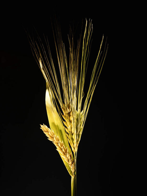 无人,竖图,俯视,室内,特写,白天,农作物,小麦,黑色背景,谷物,黄色,摄影,麦子,影棚,彩图,高角度拍摄,影棚拍摄,拍摄