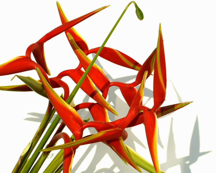 无人,横图,俯视,室内,特写,白天,白色背景,鹤望兰,盛开,花蕾,花,花瓣,花朵,鲜花,红色,花苞,花蕊,摄影,影棚,高雅,清新,极乐鸟花,天堂鸟,彩图,高角度拍摄,影棚拍摄,拍摄